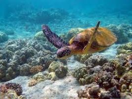 Pirotan Island